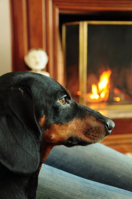 image of dog next to a fire