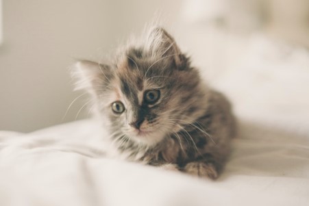 Kitten Vaccination Guide