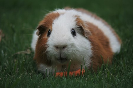 Guinea pig eating in the grass.