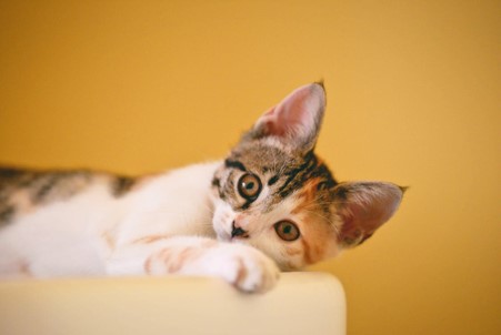 Ear Mites in Cats