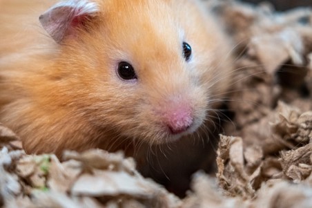 Hamster.