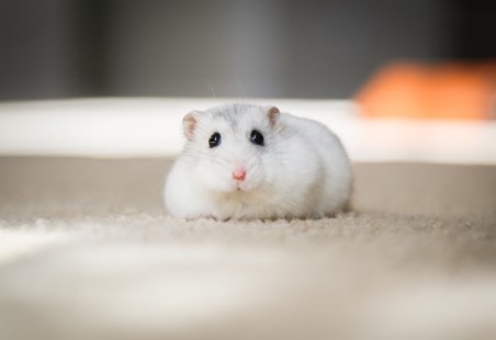 White hamster sat.