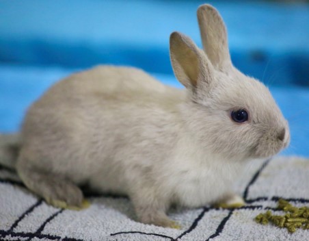 Rabbit sat eating.