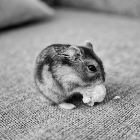 Hamster eating popcorn.