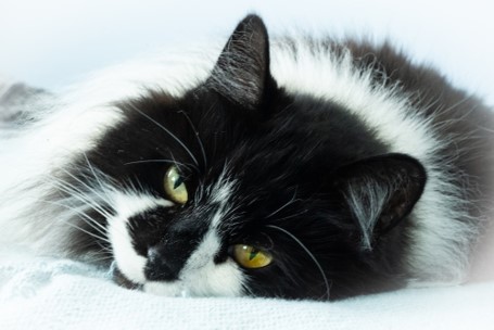Happy cat lying down