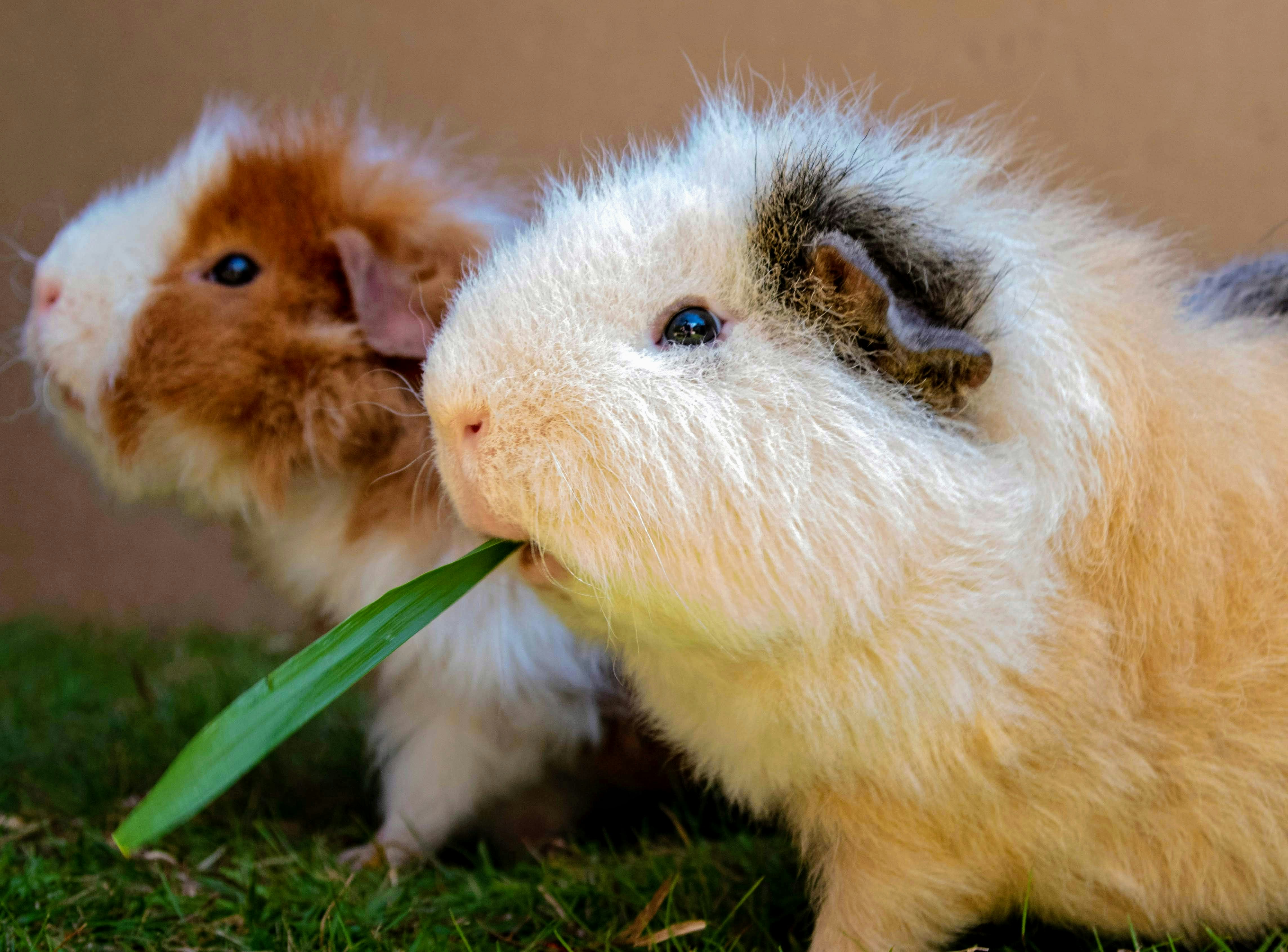 Guinea pigs eating grass stood next to each other.