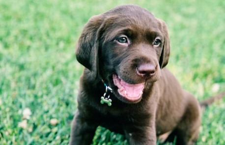 Outdoor Safety for Puppies