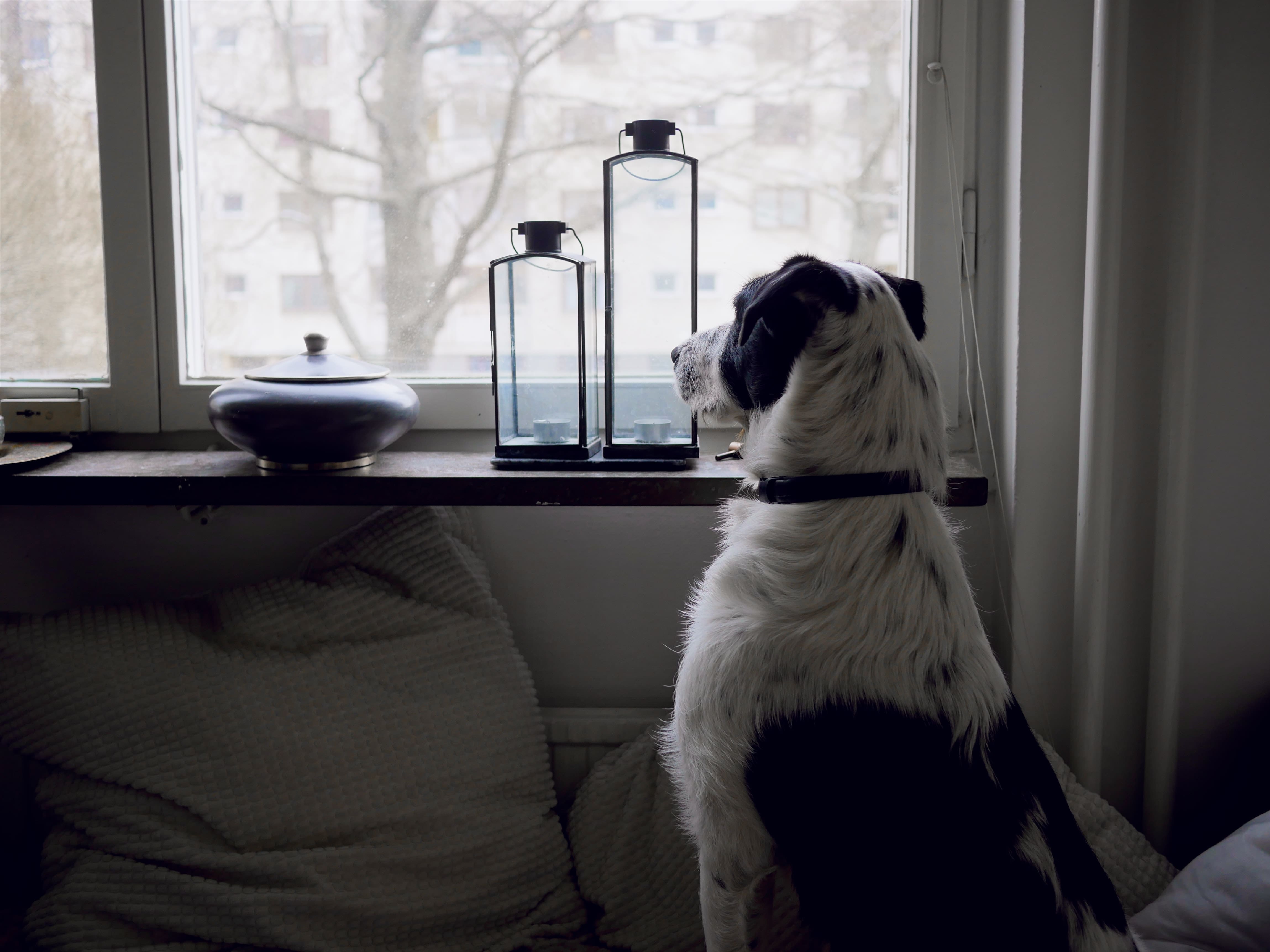 How Long Can You Leave A Dog Alone: What You Need To Know 