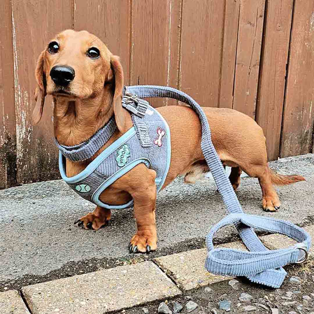 Doodlebone Snappy Dinky Blue Dog Harness 0.5