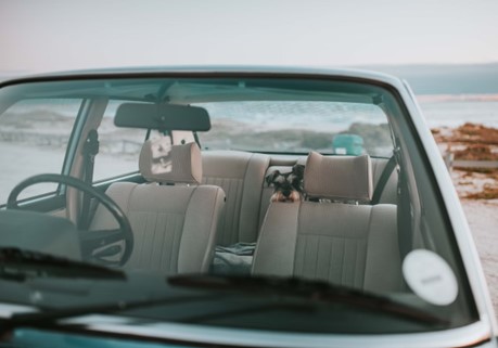 Schnauzer in a convertible