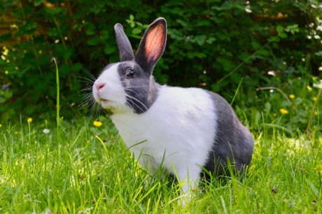 Black and white bunny in grass.