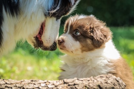 Tips on Introducing a New Puppy to Your Older Dog
