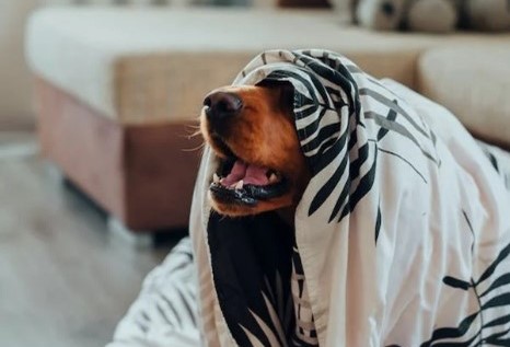 dog underneath blanket