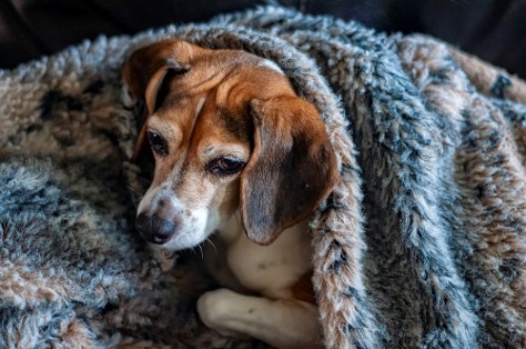 Can Dogs Get Colds?