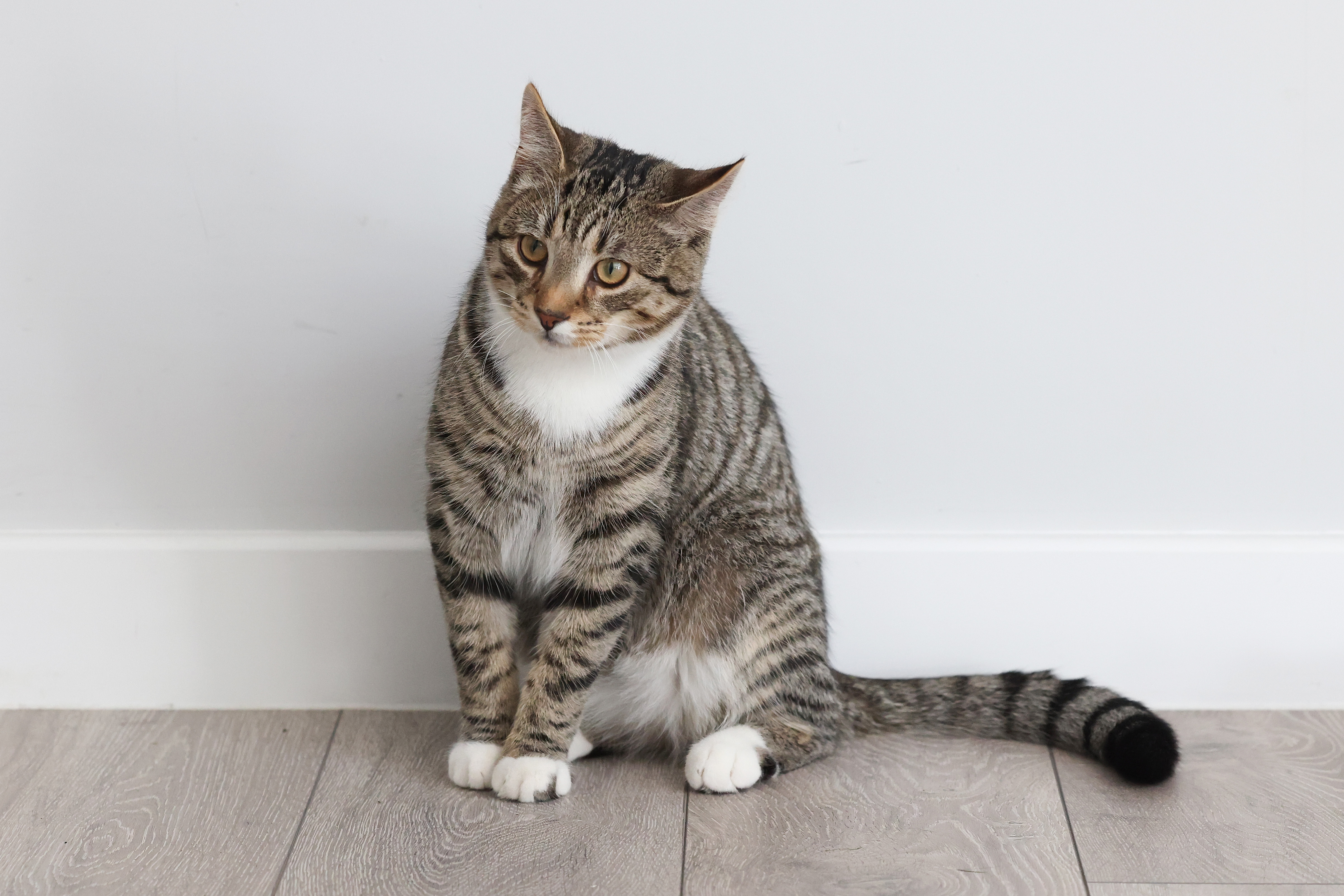 A tabby cat with white paws sits on a wooden floor against a plain white wall, looking slightly to the side.