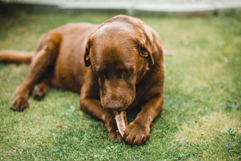 happy dog with bone