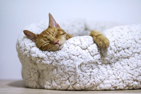 Cat sleeping in their bed