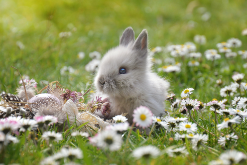 Bunny amongst field.