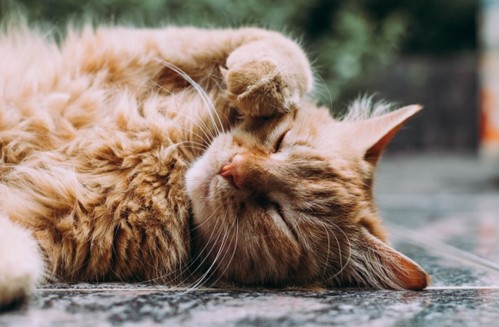ginger cat with paw on face
