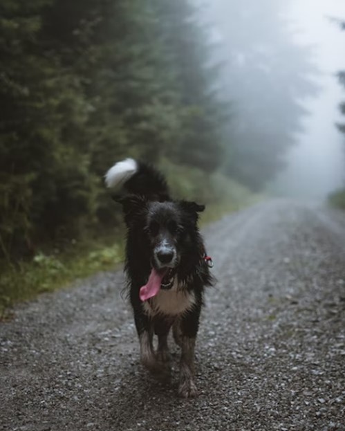 dog walking down lane