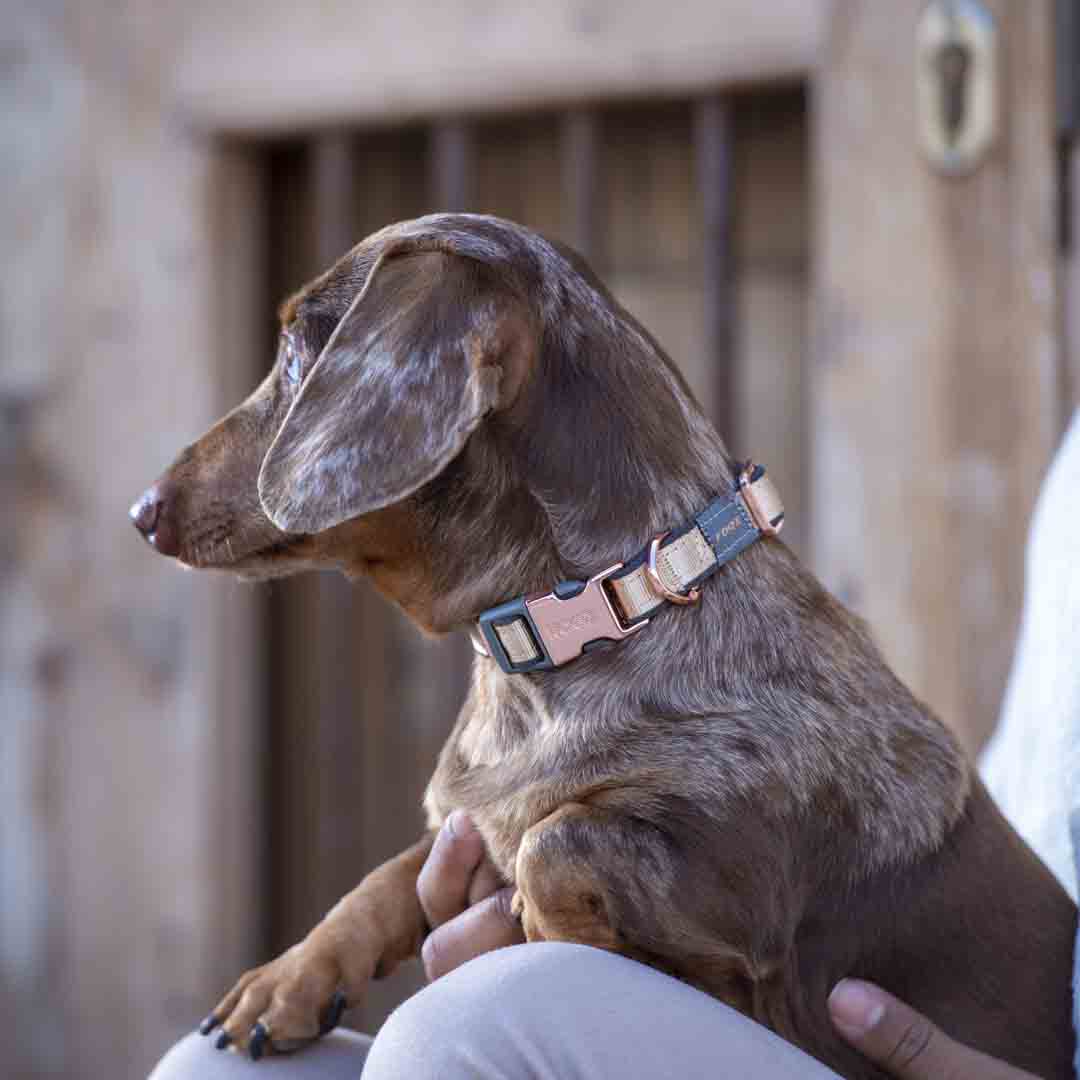 Rogz Urban Side Release Dog Collar Gold, Medium