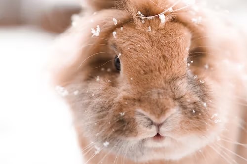 Outdoor Safety For Small Pets