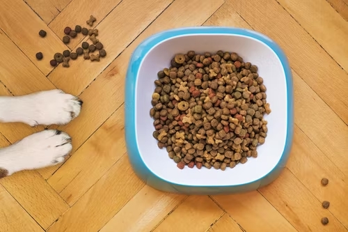 Joint Care for Dogs: The Ultimate Guide
