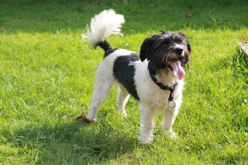 dog wagging its tail