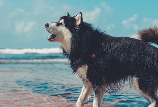 barking dog at seaside