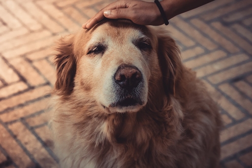 Good boy Golden Retriever