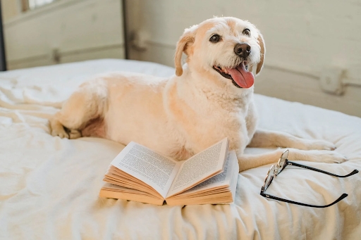 Dog Brain Development and Heart Health Tips