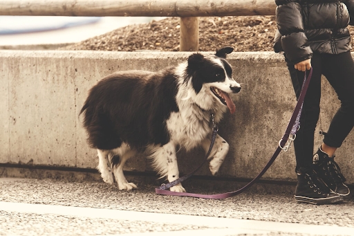 Collie walking