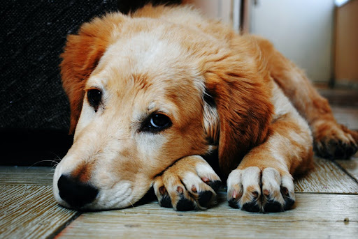 Dogs & Fireworks: The Complete Calming Guide