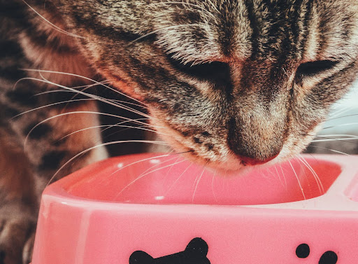 Cat drinking from saucer