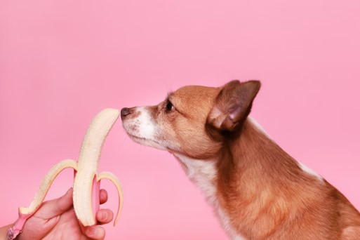 Can Dogs Be Vegan or Vegetarian?