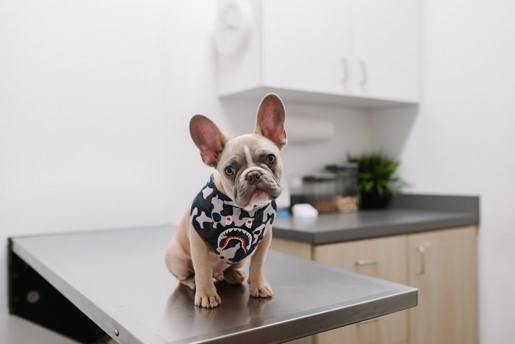 french bulldog puppy on counter