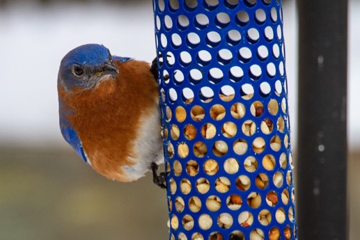 Bird on bird feeder