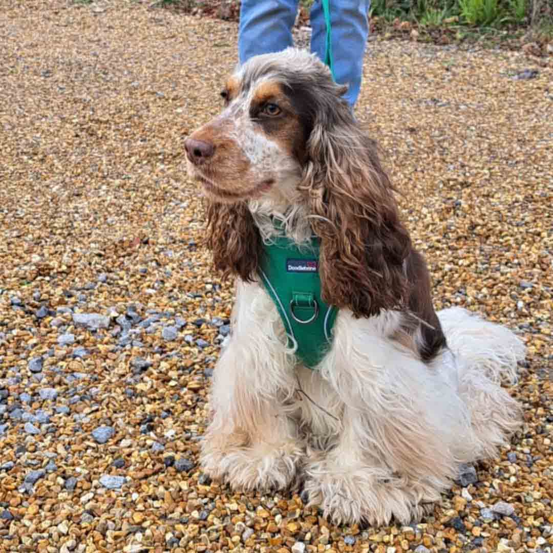 Doodlebone Trendy Tails Stomp Dog Harness Green 1-2