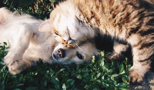 tabby cat beside fawn coated puppy
