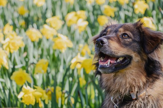 happy dog in tulips at spring