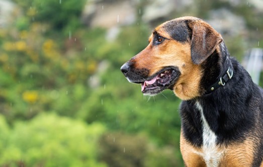 Dog walking in the rain.