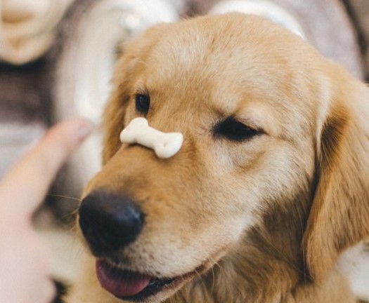 dog with treat on nose