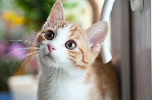 kitten looking up