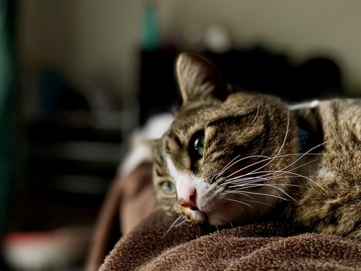 Sickness and Diarrhoea in Cats: The Guide