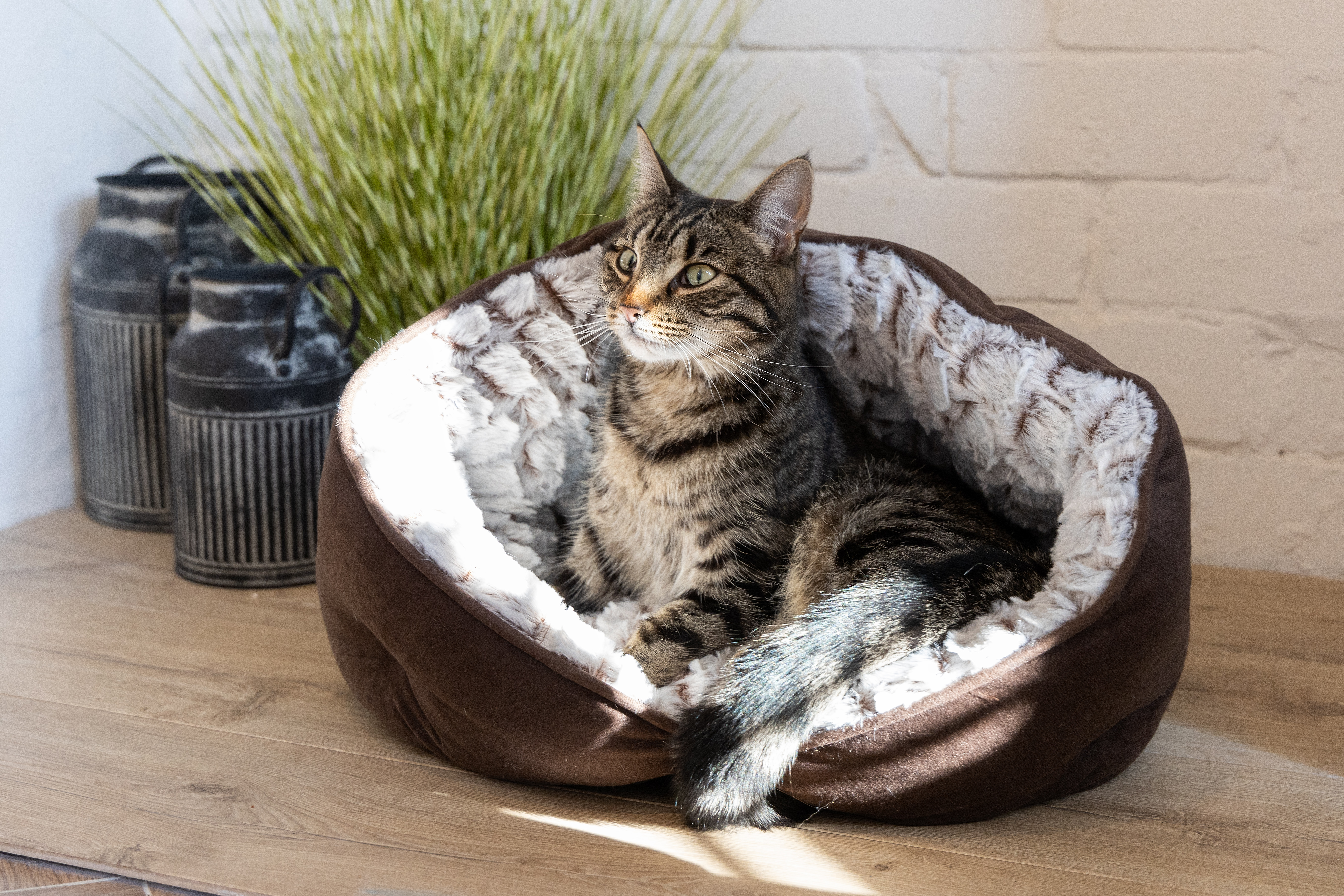 Cat sat in brown cat bed.
