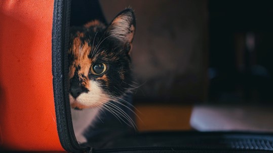 cat in carrier