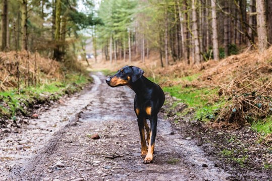 Dog walking on path in wood.