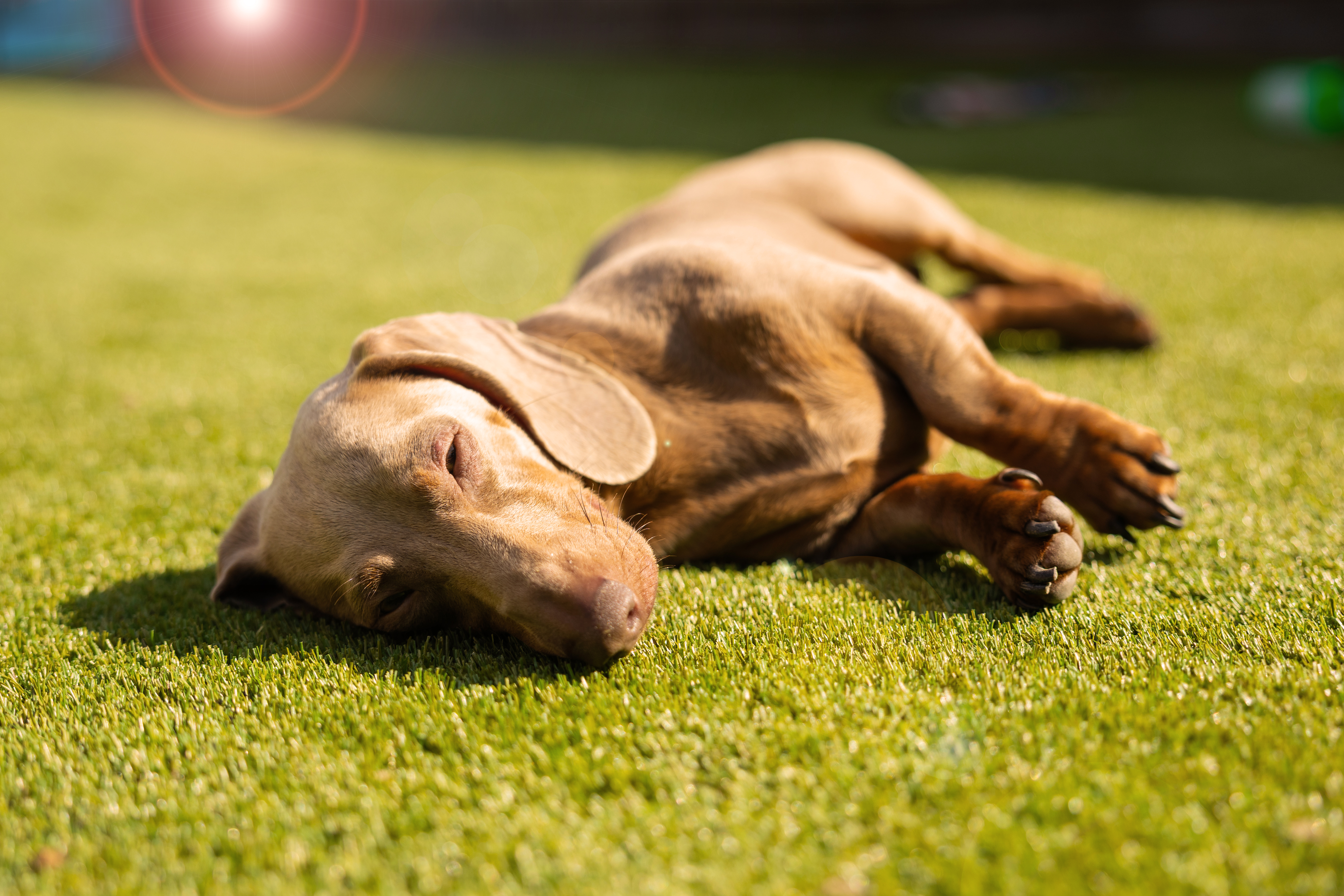 Sausage dog lying on its side outside.