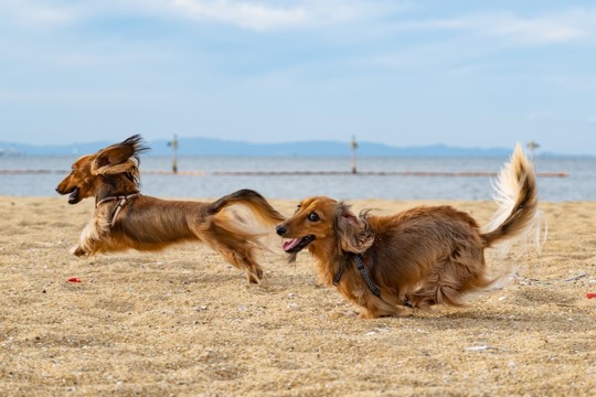 happy dogs off leads