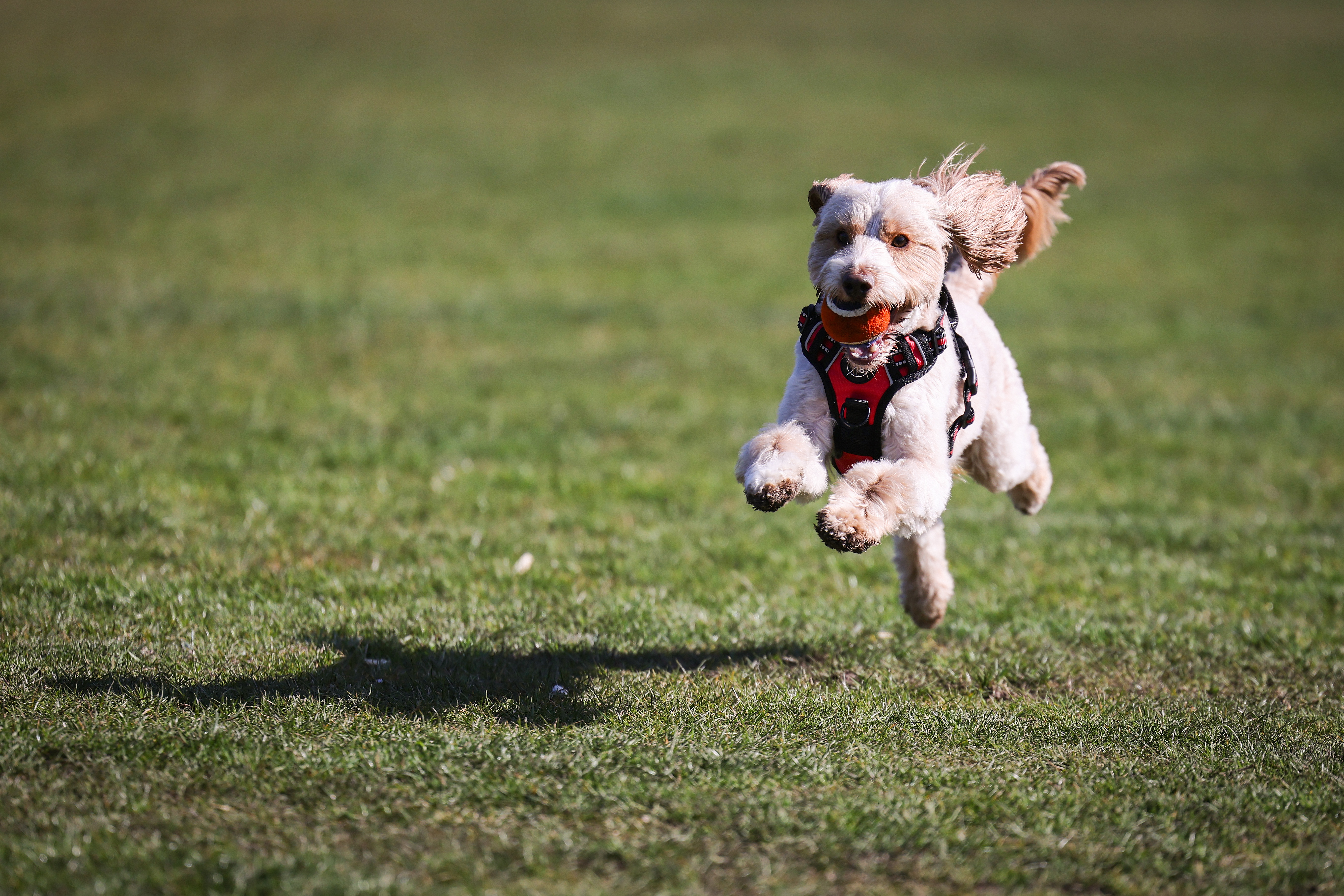 A small dog with a harness joyfully runs on grass, holding an orange ball in its mouth.